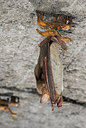 BUITEN BEELD Foto: 178379