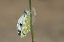 BUITEN BEELD Foto: 178511