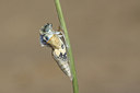 BUITEN BEELD Foto: 178519