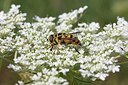 BUITEN BEELD Foto: 178635