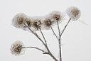 BUITEN BEELD Foto: 178694