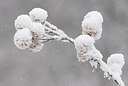 BUITEN BEELD Foto: 178695