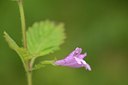 BUITEN BEELD Foto: 178701