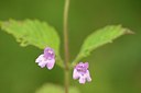 BUITEN BEELD Foto: 178702