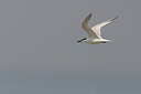 BUITEN BEELD Foto: 17033