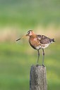 BUITEN BEELD Foto: 17035