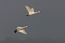 BUITEN BEELD Foto: 17087