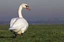 BUITEN BEELD Foto: 17104
