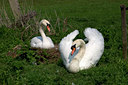 BUITEN BEELD Foto: 17109