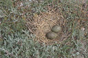 BUITEN BEELD Foto: 17123