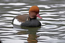 BUITEN BEELD Foto: 17126