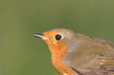 BUITEN BEELD Foto: 17150