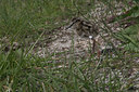 BUITEN BEELD Foto: 17171