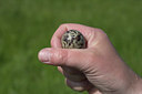 BUITEN BEELD Foto: 17174