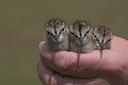 BUITEN BEELD Foto: 17179