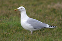BUITEN BEELD Foto: 17216