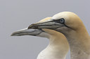 BUITEN BEELD Foto: 17254