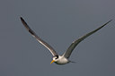 BUITEN BEELD Foto: 17314