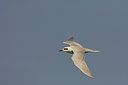 BUITEN BEELD Foto: 17335