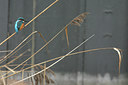 BUITEN BEELD Foto: 17376