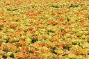 BUITEN BEELD Foto: 17571