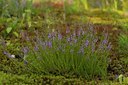 BUITEN BEELD Foto: 17580