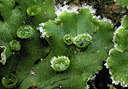 BUITEN BEELD Foto: 17737