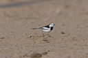 BUITEN BEELD Foto: 17786