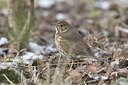BUITEN BEELD Foto: 17796