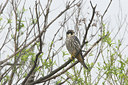 BUITEN BEELD Foto: 17841