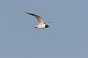 BUITEN BEELD Foto: 17858