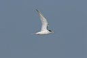 BUITEN BEELD Foto: 17870