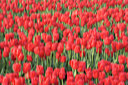 BUITEN BEELD Foto: 17920