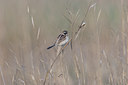 BUITEN BEELD Foto: 17951