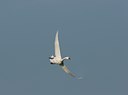 BUITEN BEELD Foto: 17964