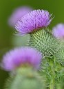 BUITEN BEELD Foto: 179080