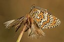 BUITEN BEELD Foto: 179282