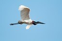 BUITEN BEELD Foto: 179306