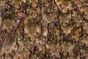BUITEN BEELD Foto: 179387