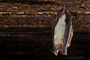 BUITEN BEELD Foto: 179424