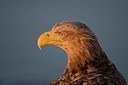 BUITEN BEELD Foto: 179456
