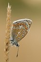 BUITEN BEELD Foto: 179493