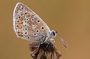 BUITEN BEELD Foto: 179495