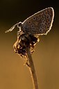 BUITEN BEELD Foto: 179498