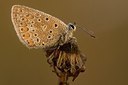 BUITEN BEELD Foto: 179499