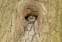 BUITEN BEELD Foto: 179521
