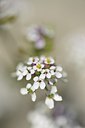 BUITEN BEELD Foto: 179592