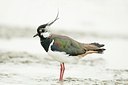 BUITEN BEELD Foto: 179634