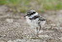 BUITEN BEELD Foto: 179781