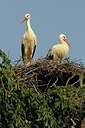 BUITEN BEELD Foto: 179872